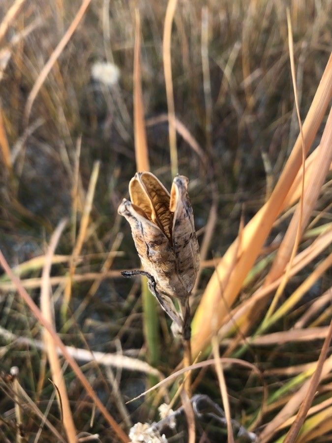 Iris missouriensis fruit