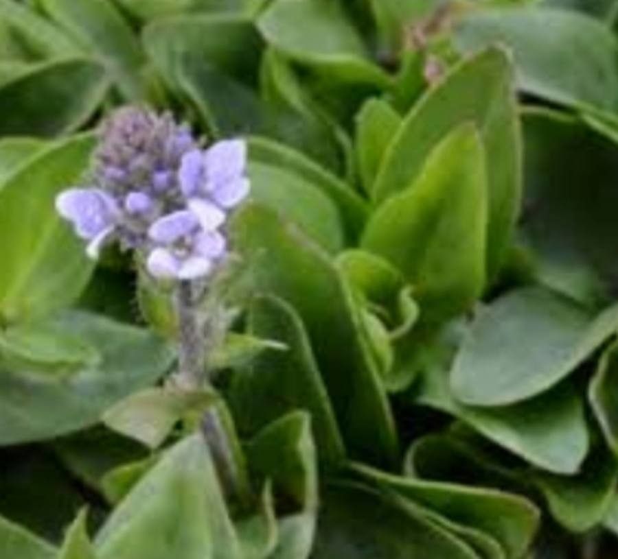 Veronica wormskjoldii flower