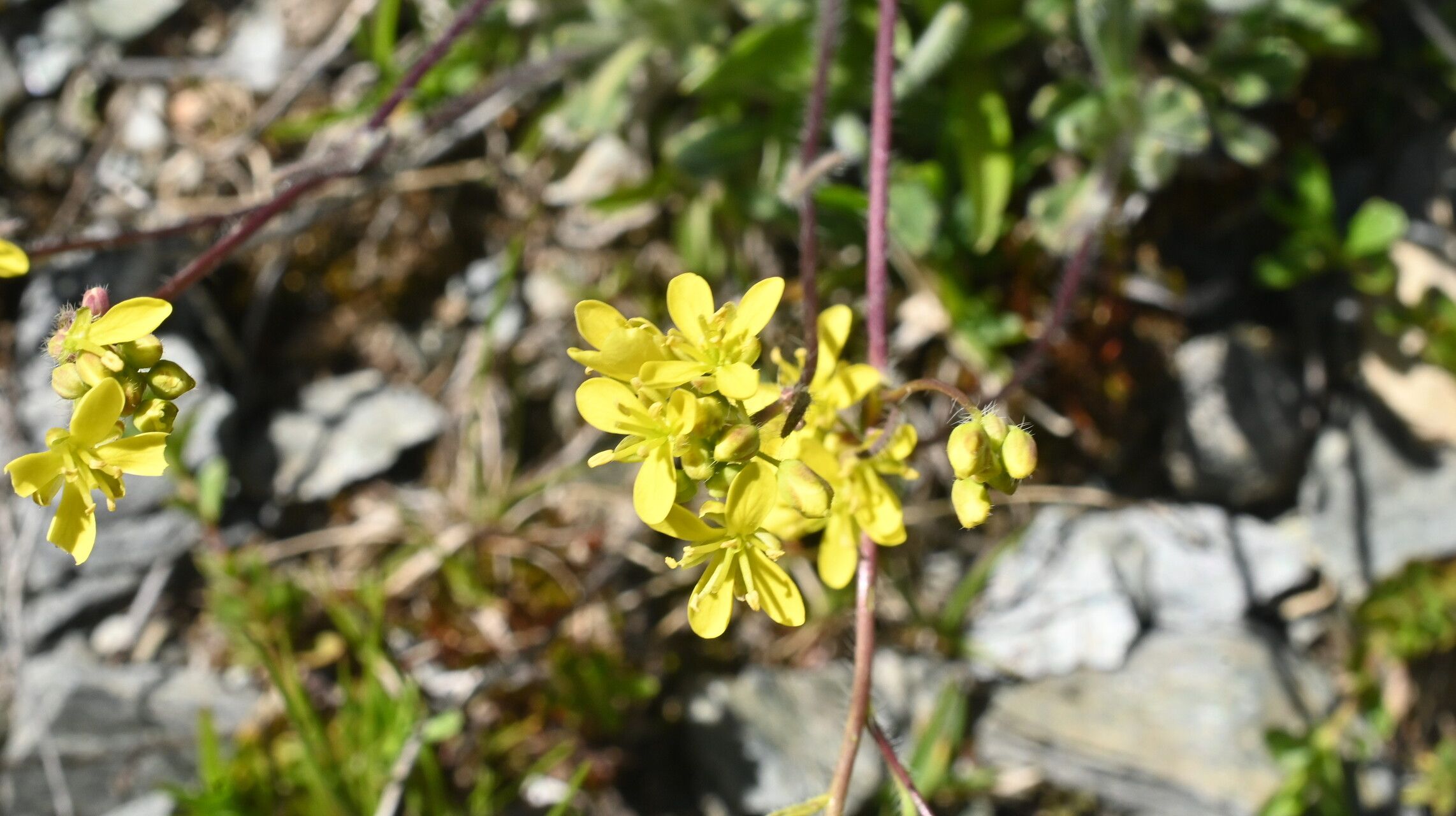 Biscutella intermedia flower