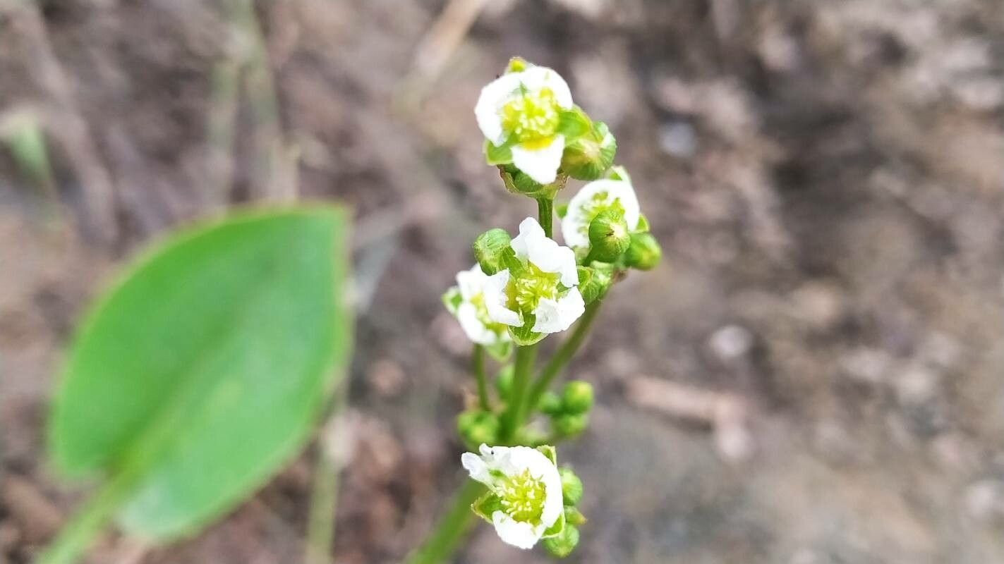 Alisma triviale flower
