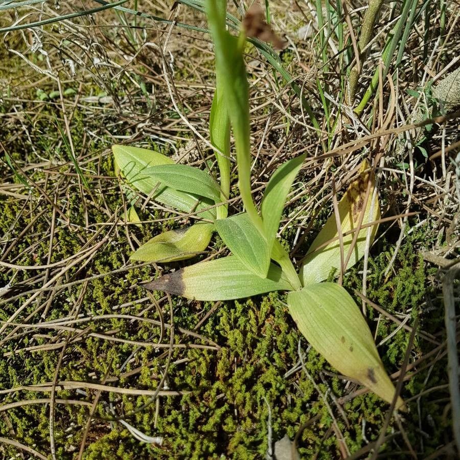 Ophrys fusca leaf