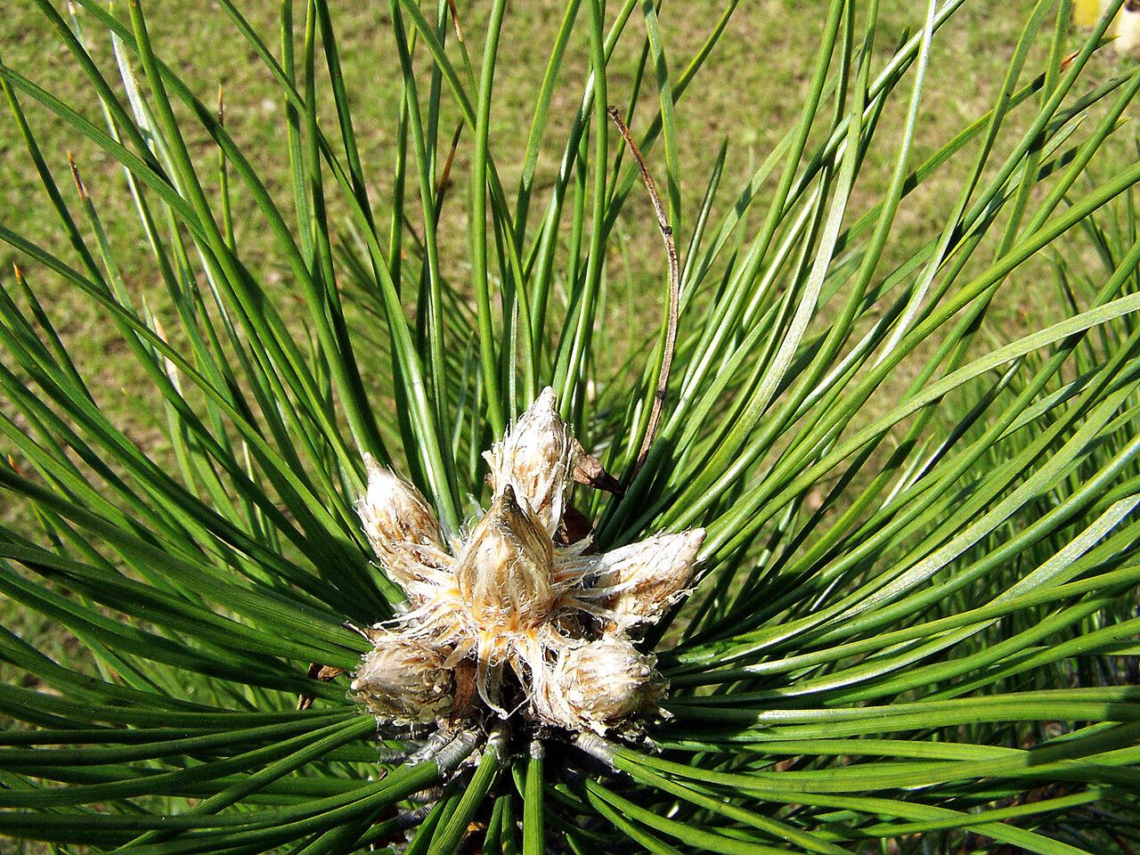 Pinus serotina leaf