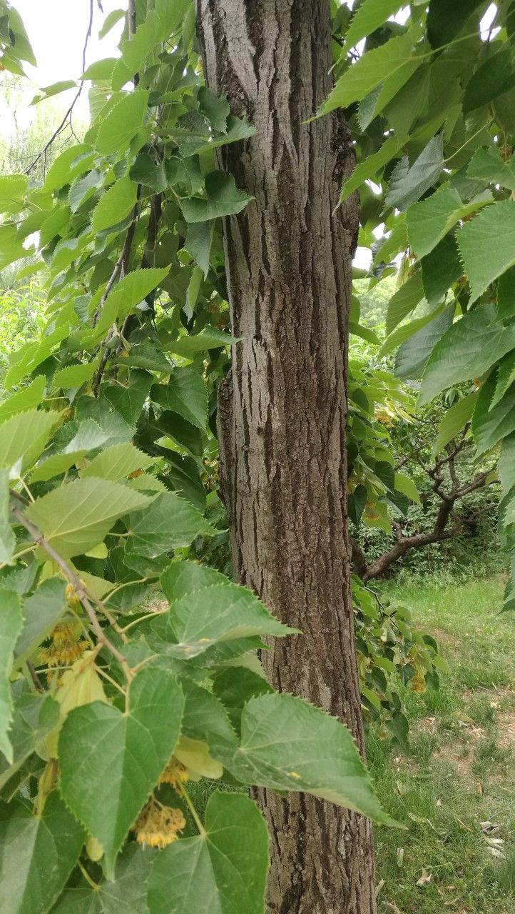 Tilia miqueliana bark