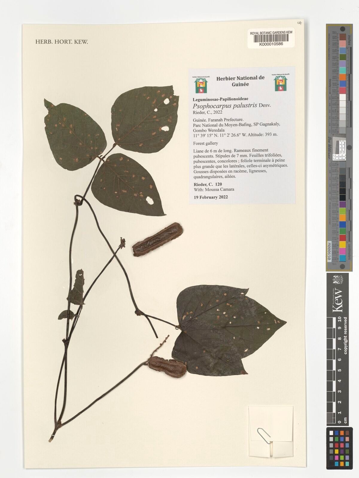 Psophocarpus palustris — search result for 'Psophocarpus'