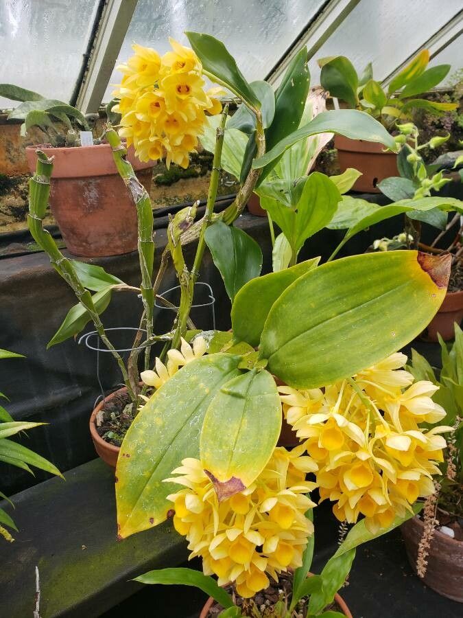 Dendrobium sulcatum habit