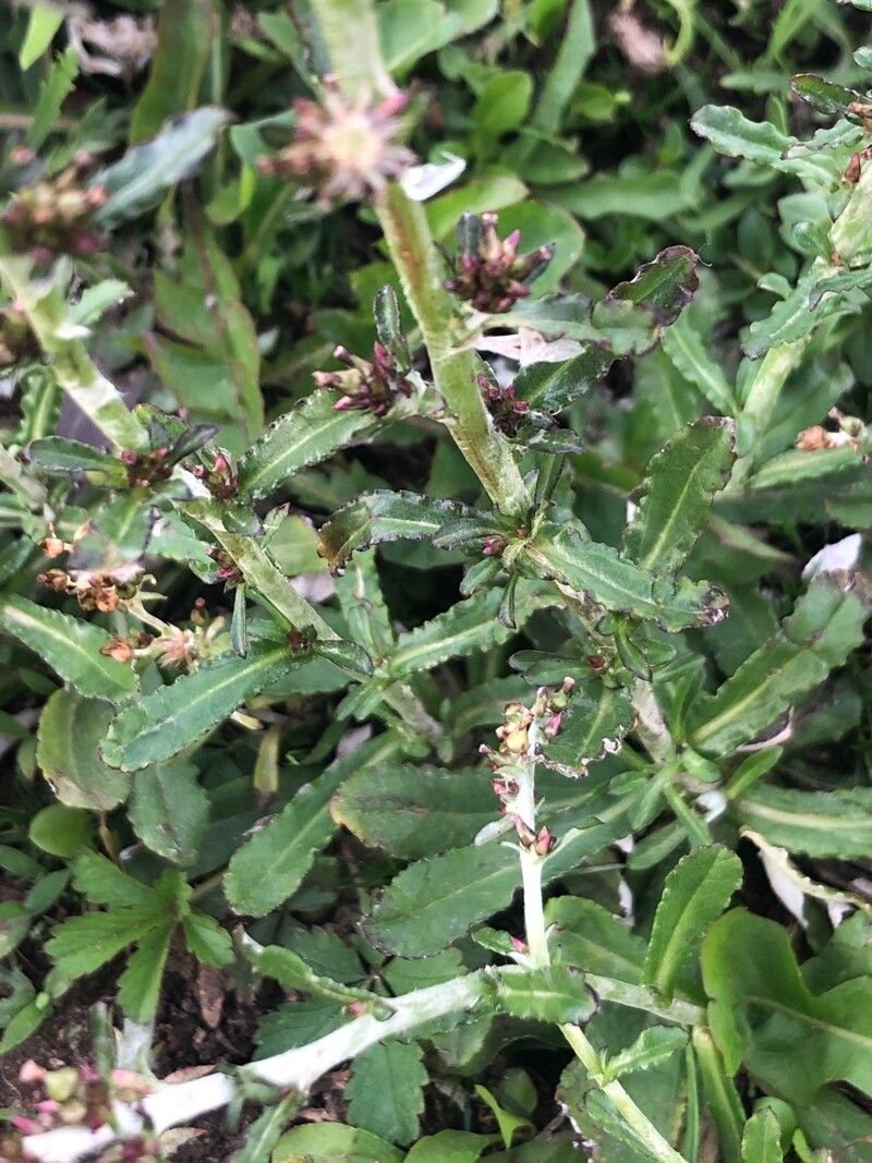 Gnaphalium americanum — related species from the same genus