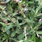 Gnaphalium americanum