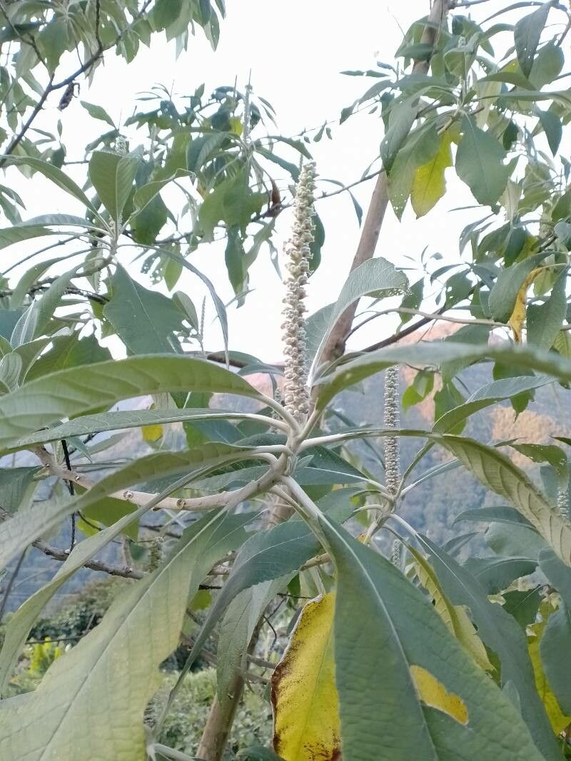 Leucosceptrum canum flower