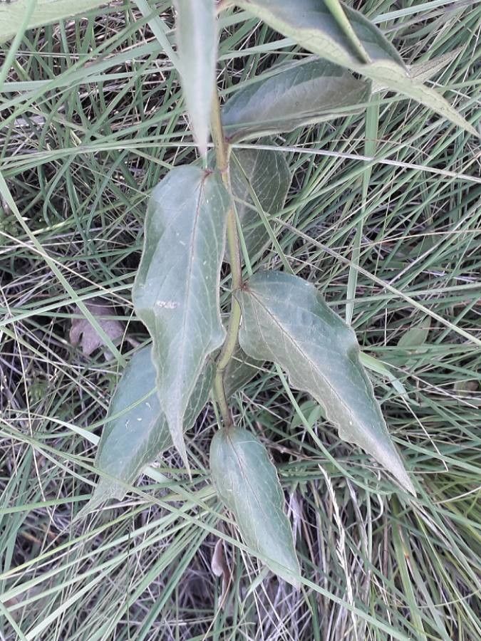 Vincetoxicum nigrum — search result for 'Spain'