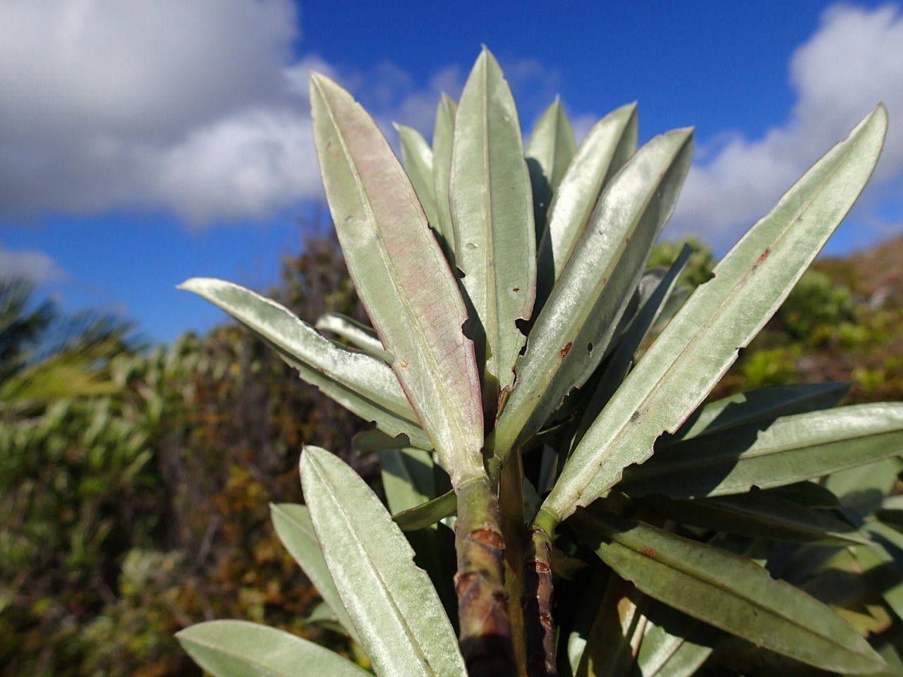 Hibbertia lucens — houseplant care guide