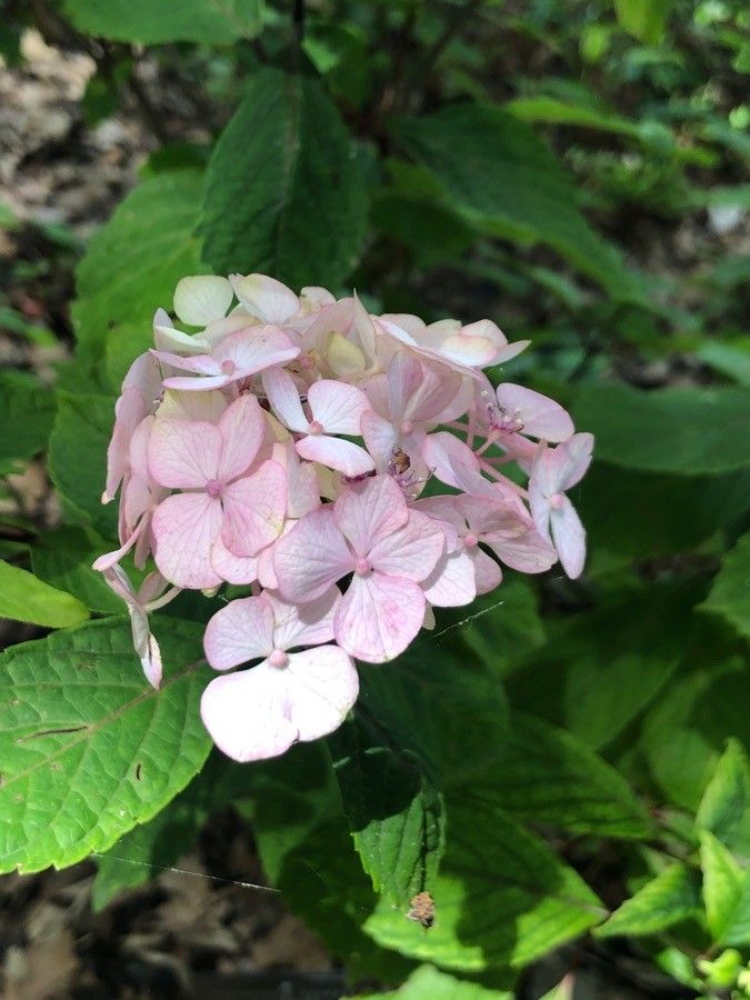 Hydrangea serratifolia flower