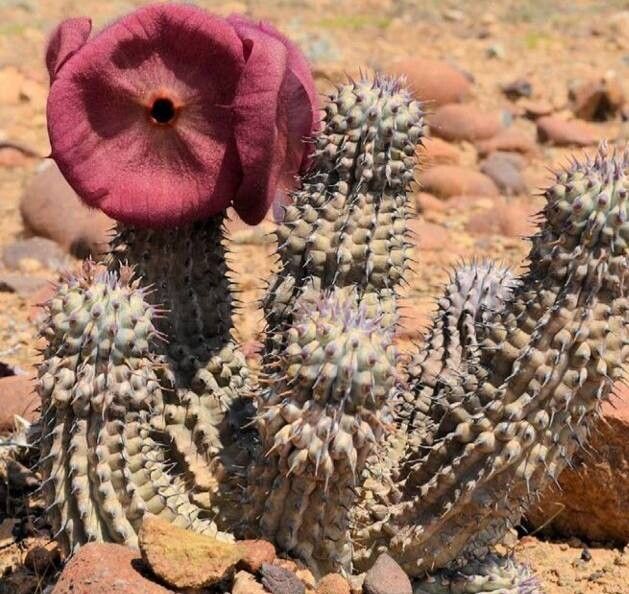 Hoodia currorii habit