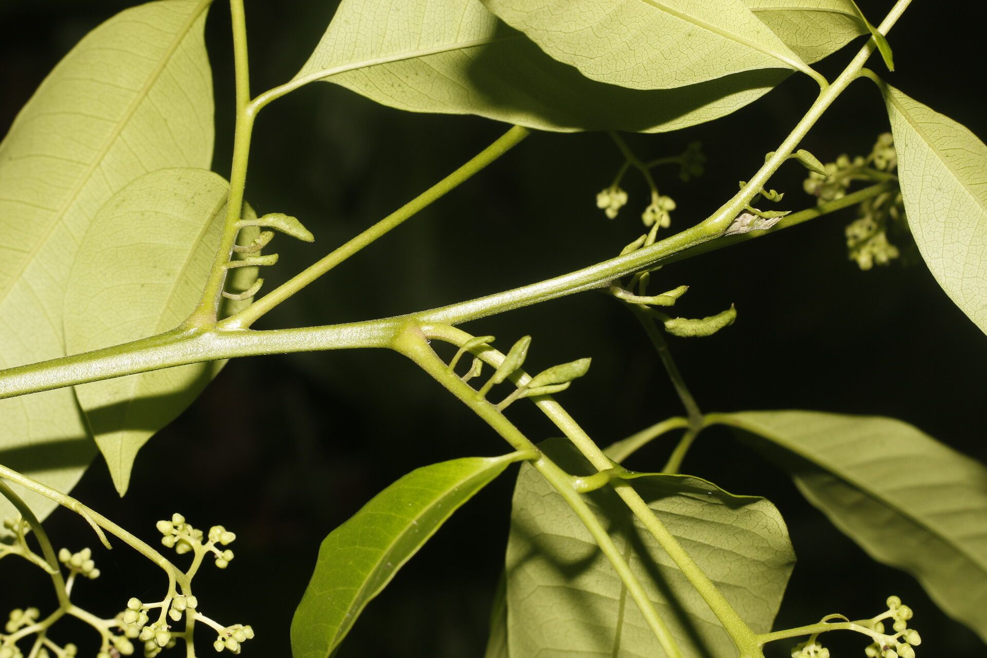 Trichilia pleeana fruit