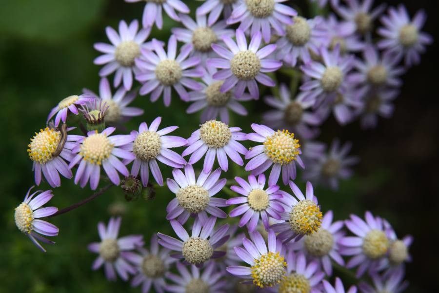 Pericallis steetzii flower