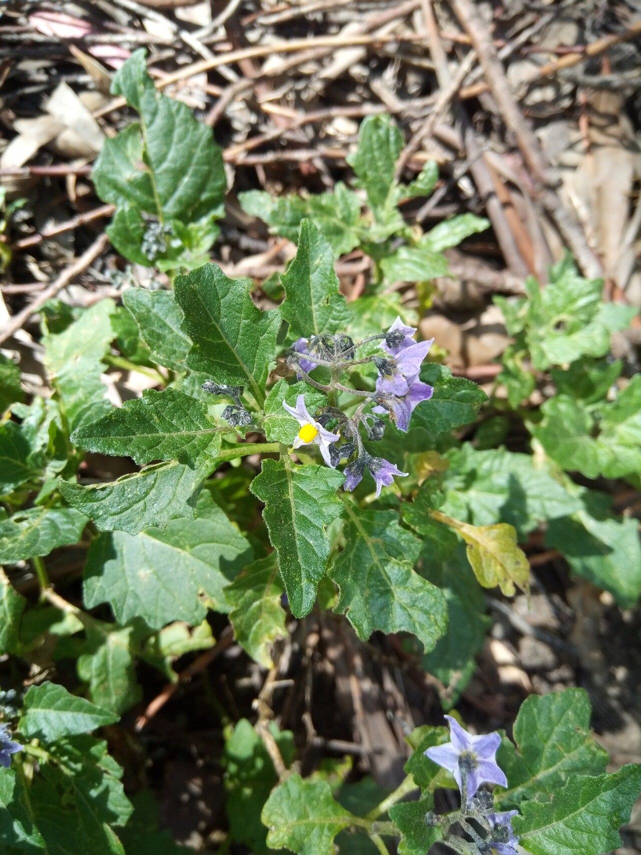 Solanum pentlandii flower