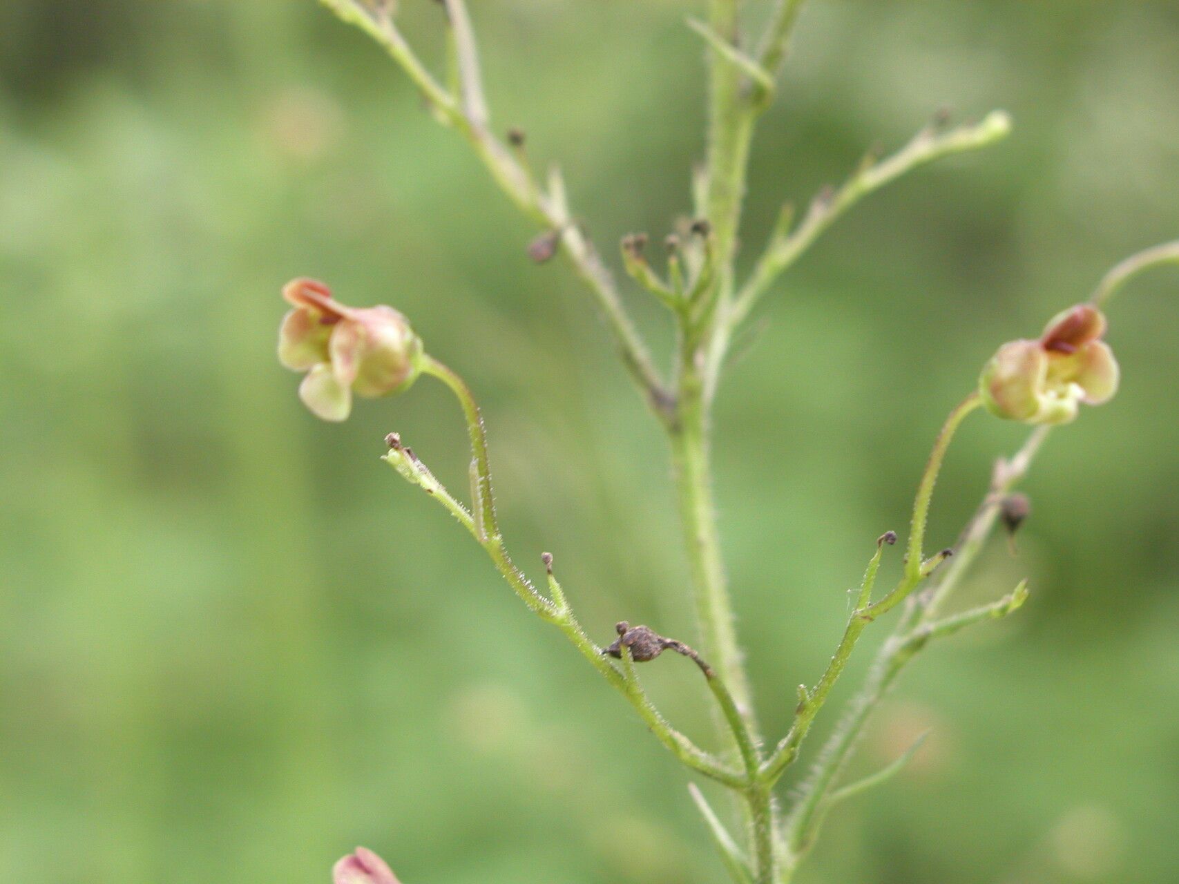 Scrophularia scopolii flower