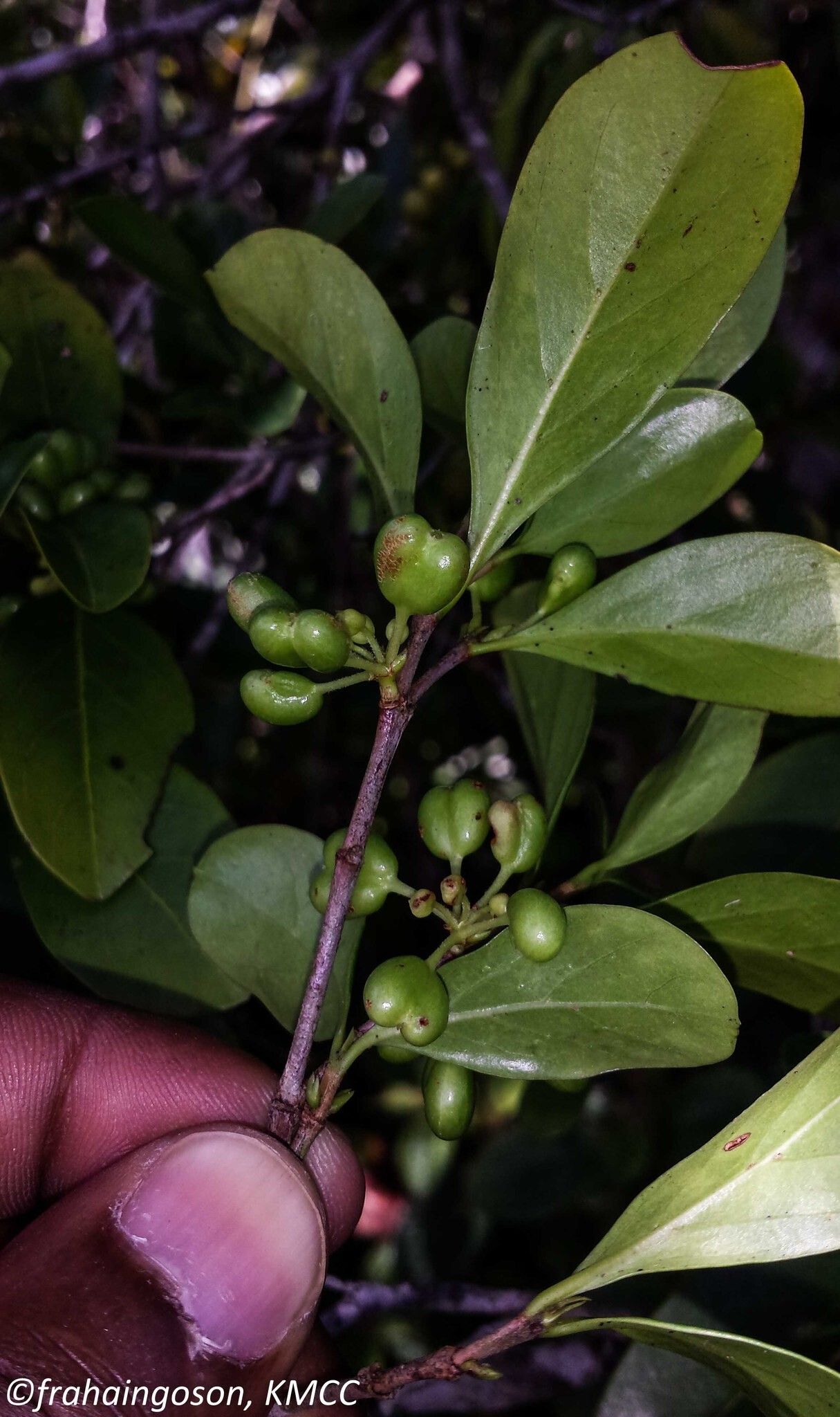 Pyrostria media fruit