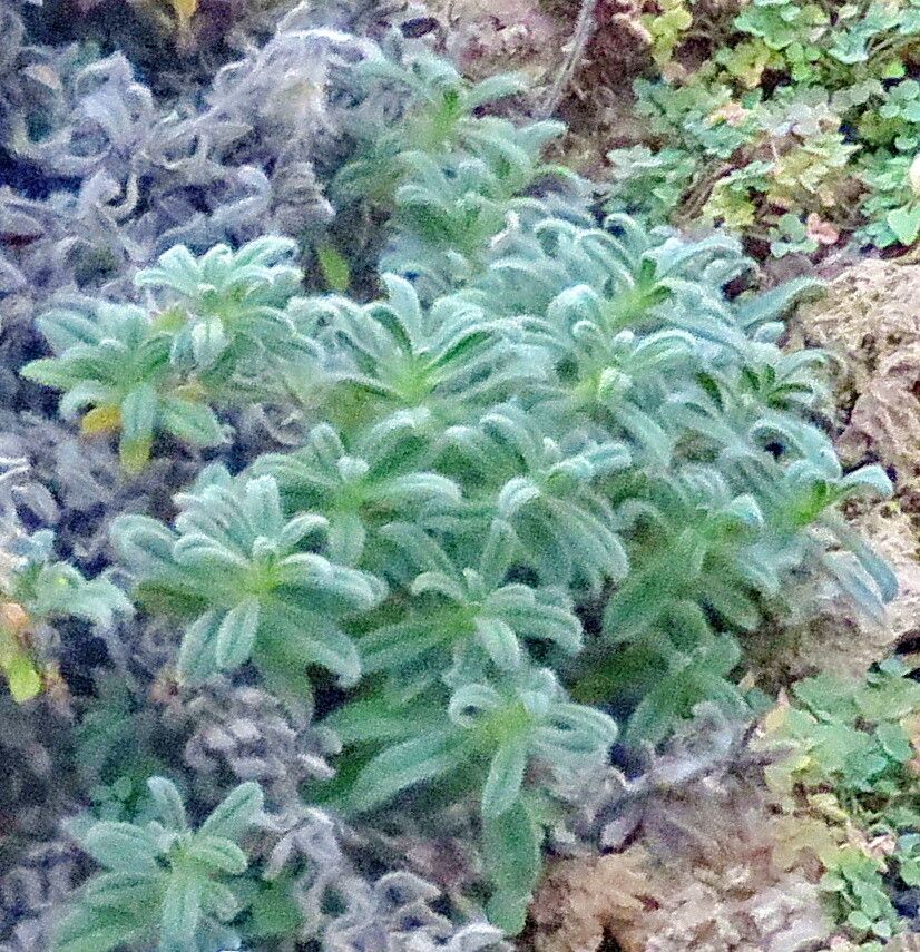 Onosma sangiasensis — houseplant care guide