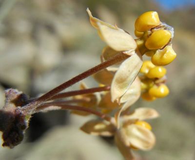 Asclepias albicans flower