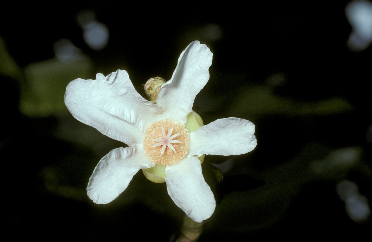 Dillenia ferruginea flower