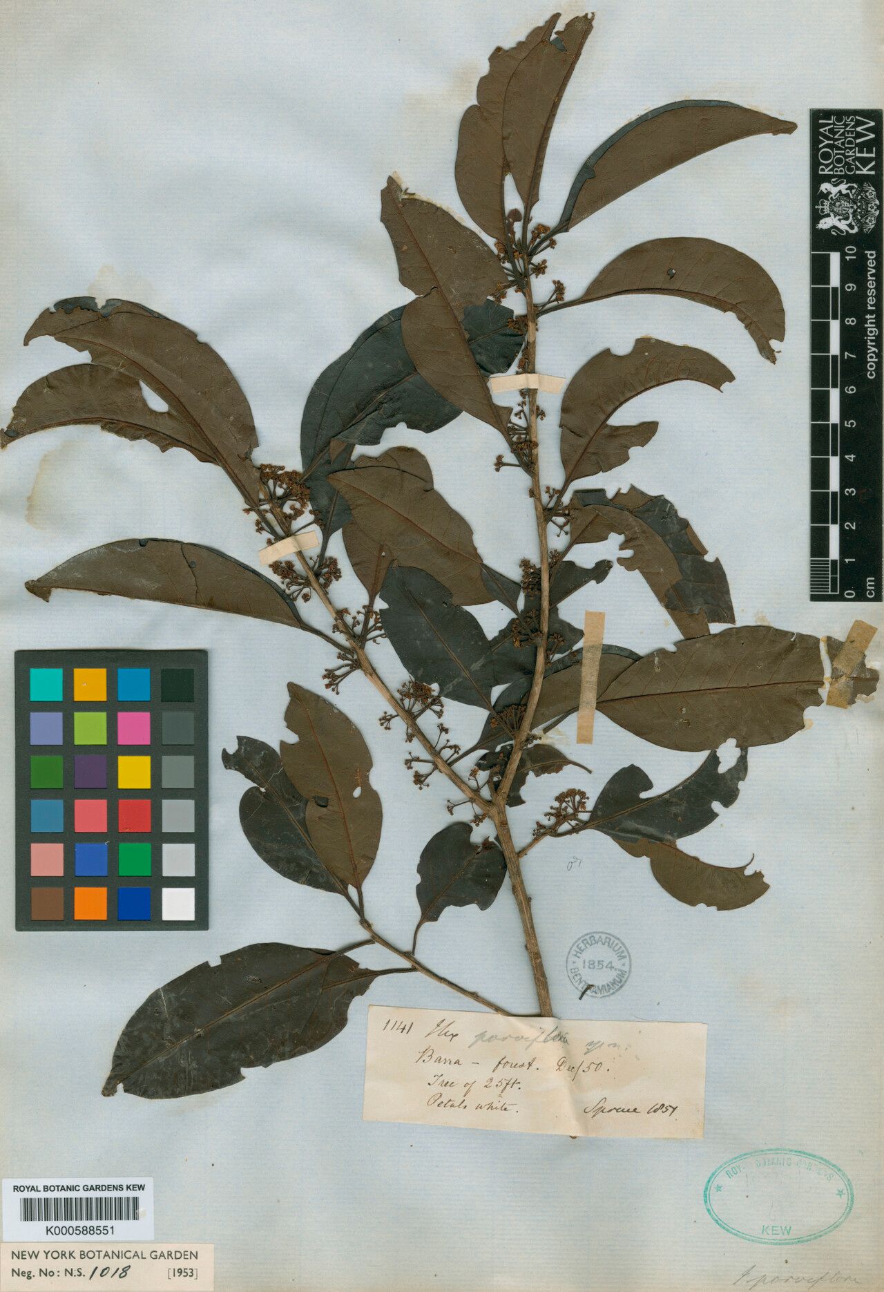 Ilex petiolaris — search result for 'Ilex'