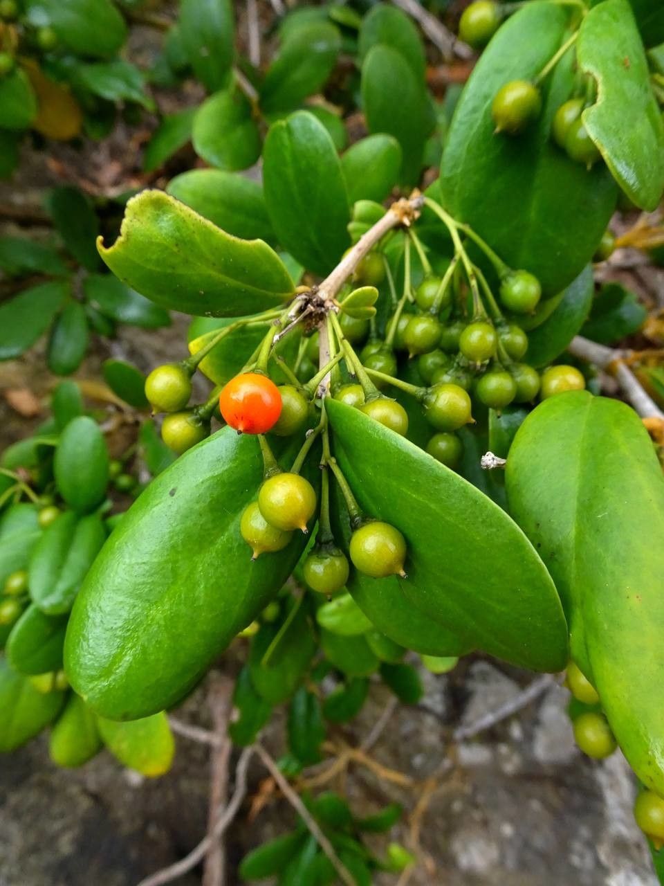 Jacquinia armillaris fruit
