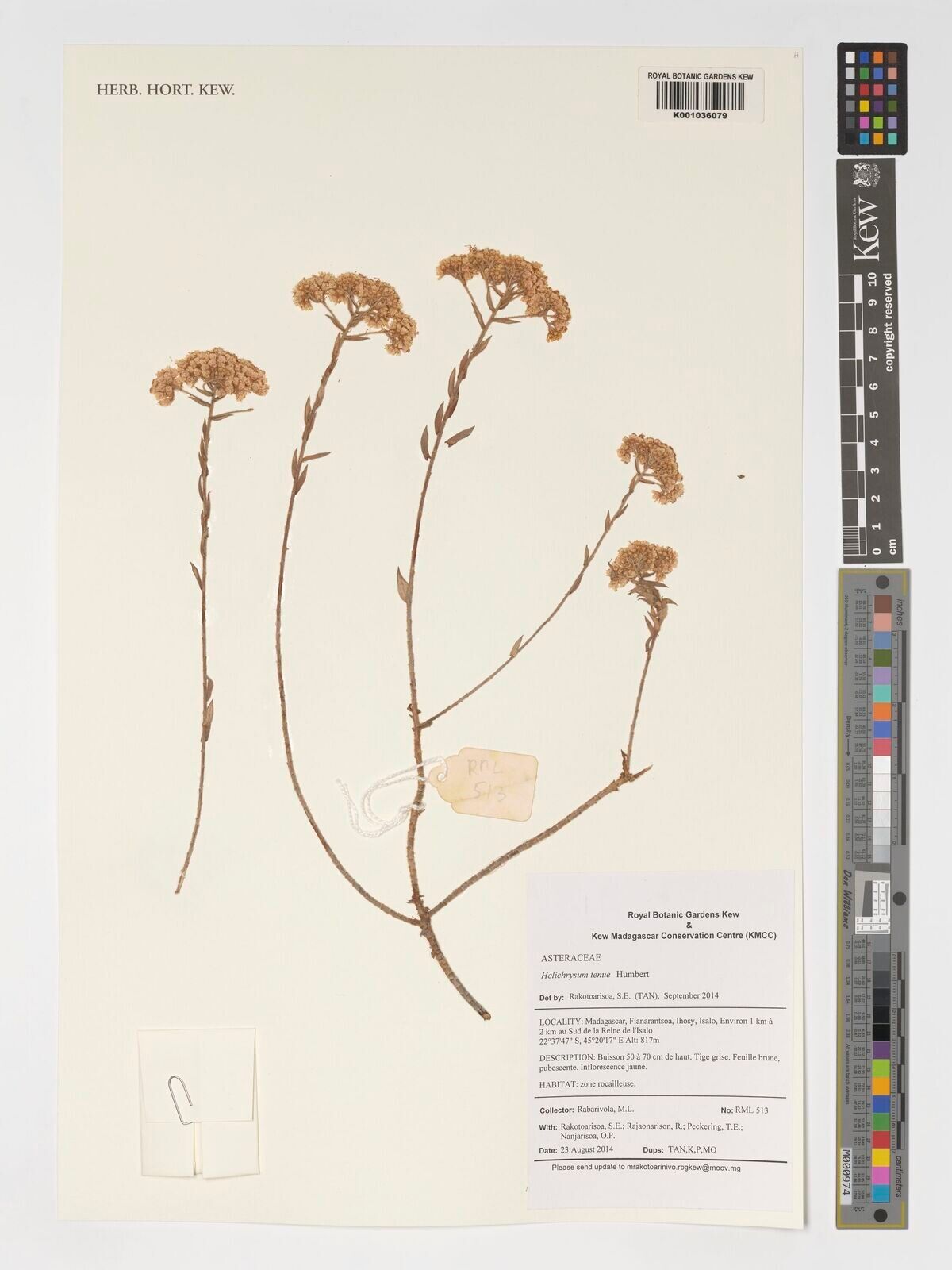 Helichrysum tenue — houseplant care guide
