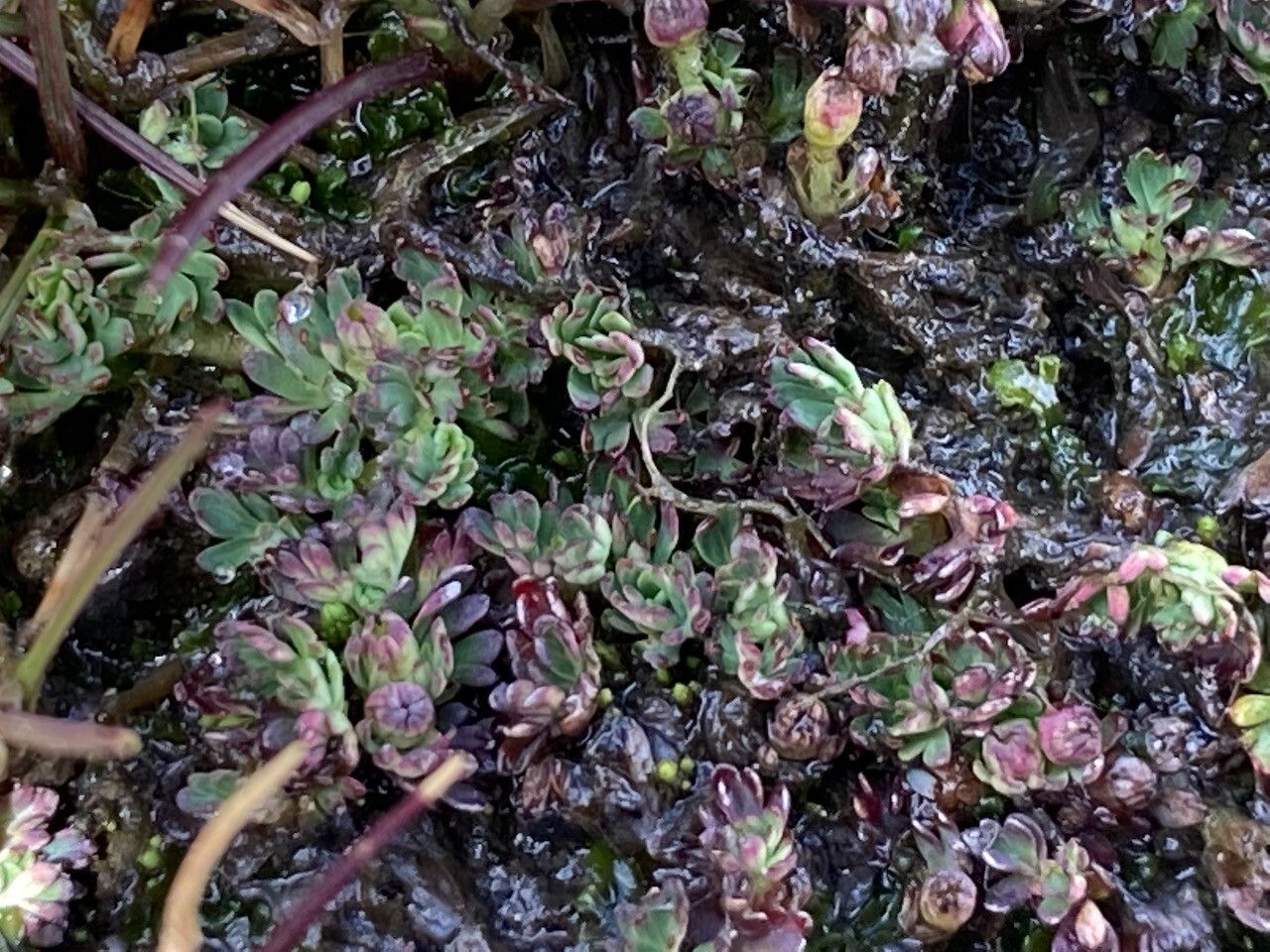 Alchemilla mandoniana habit