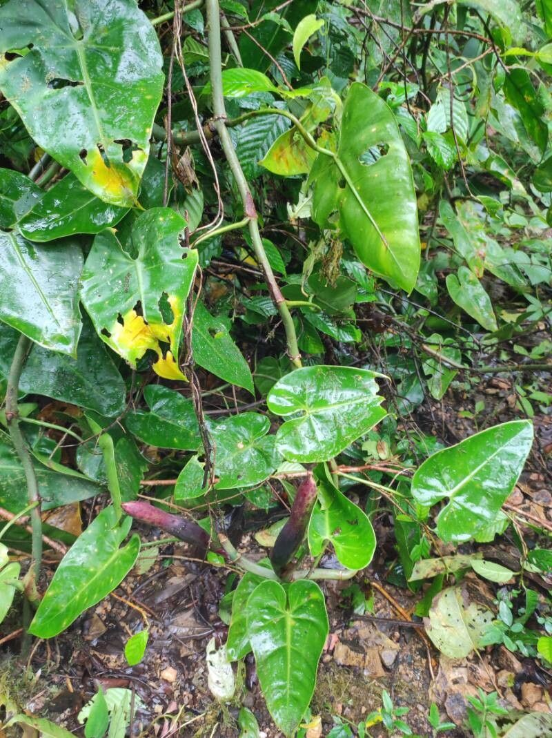 Philodendron purpureoviride — houseplant care guide