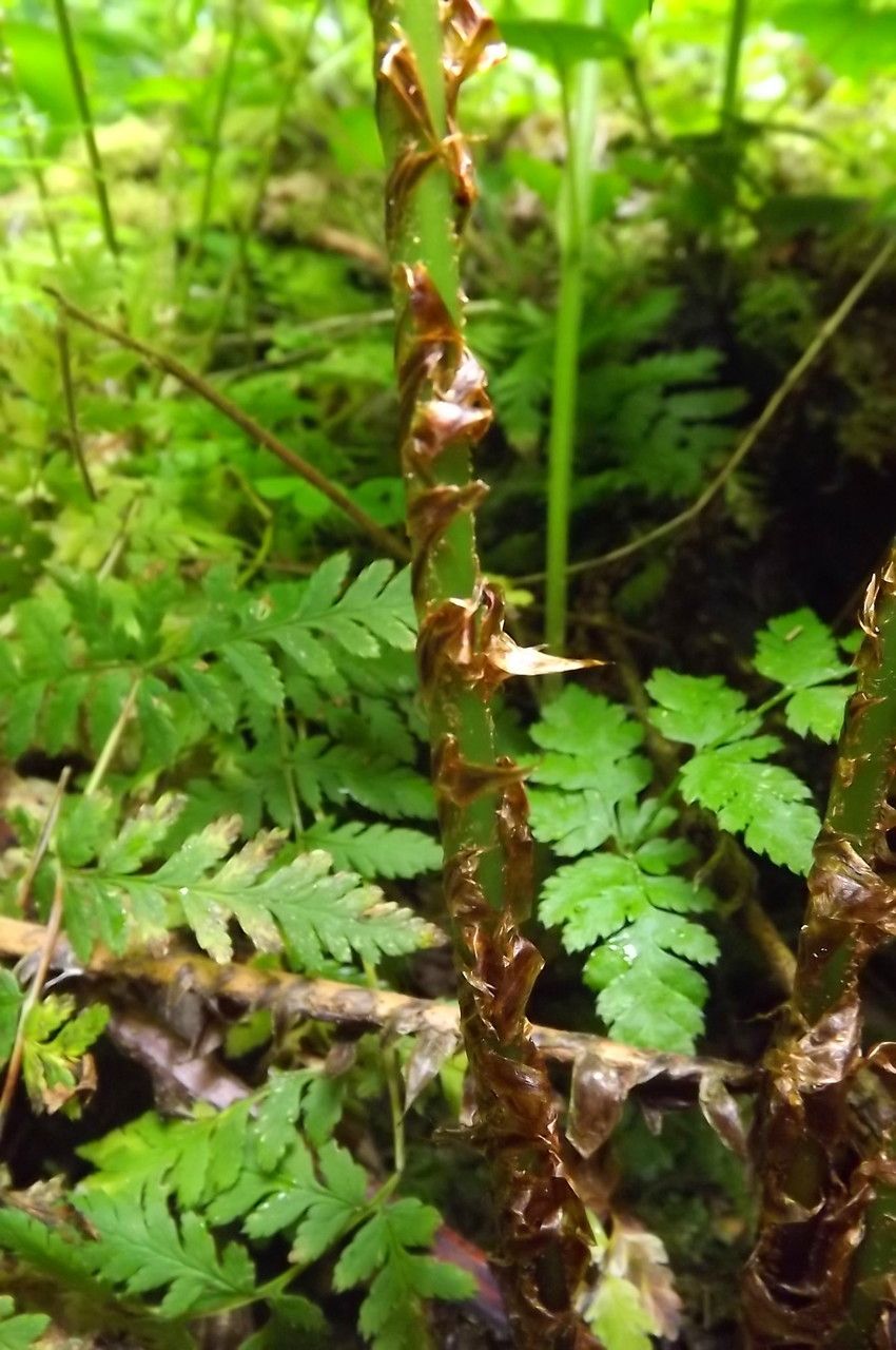 Dryopteris expansa flower