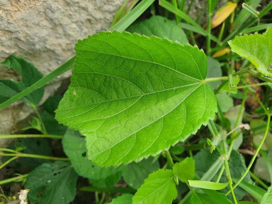 Hibiscus vitifolius leaf