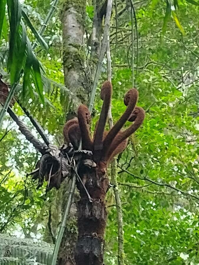 Alsophila firma — search result for 'Cyatheaceae'
