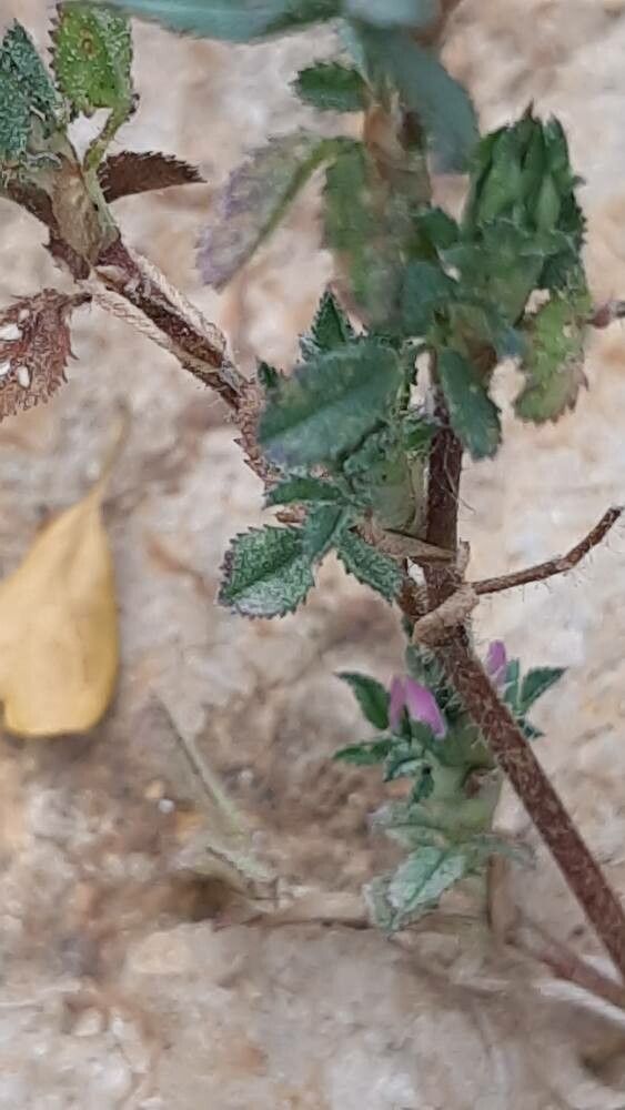 Ononis mitissima — houseplant care guide