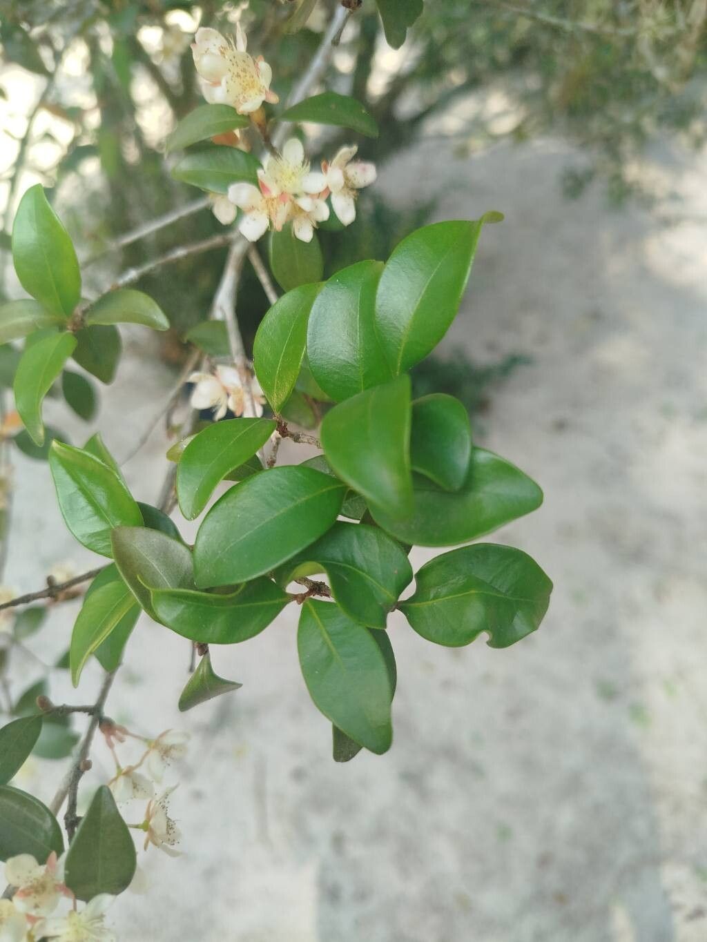 Eugenia sulcata — houseplant care guide