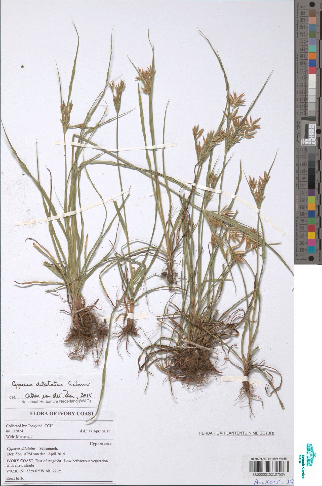 Cyperus dilatatus — houseplant care guide