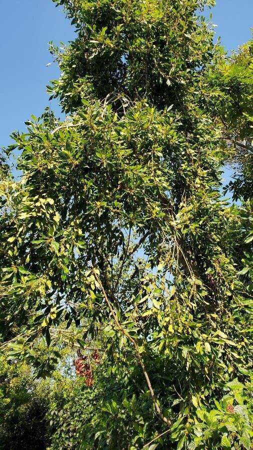 Sideroxylon salicifolium habit