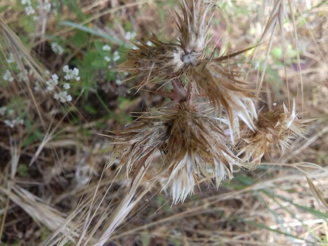 Carduus pycnocephalus fruit