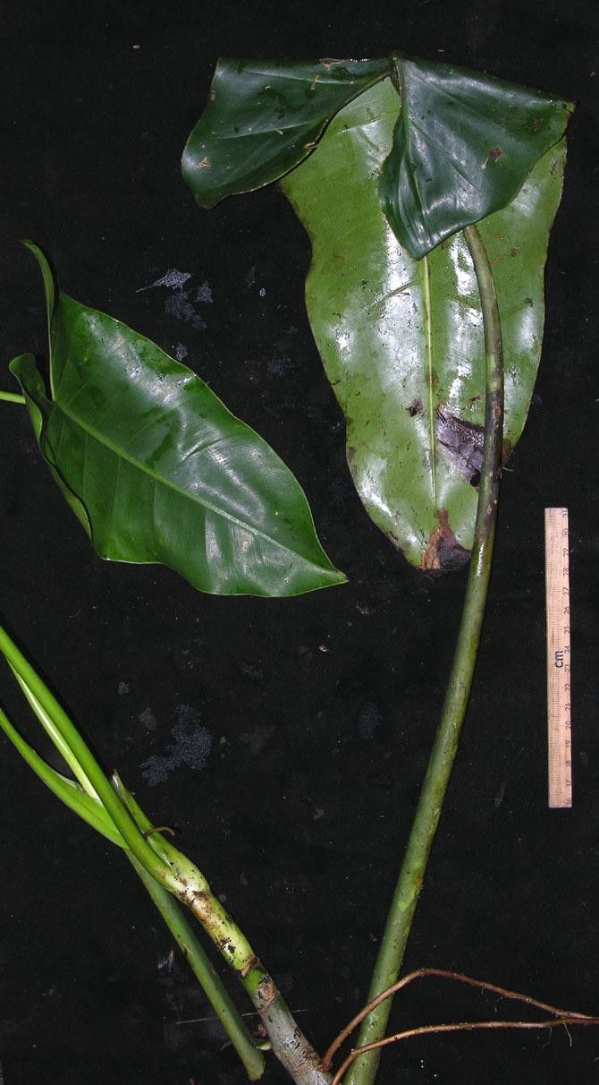 Philodendron aromaticum other