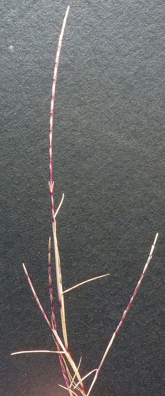 Parapholis filiformis other