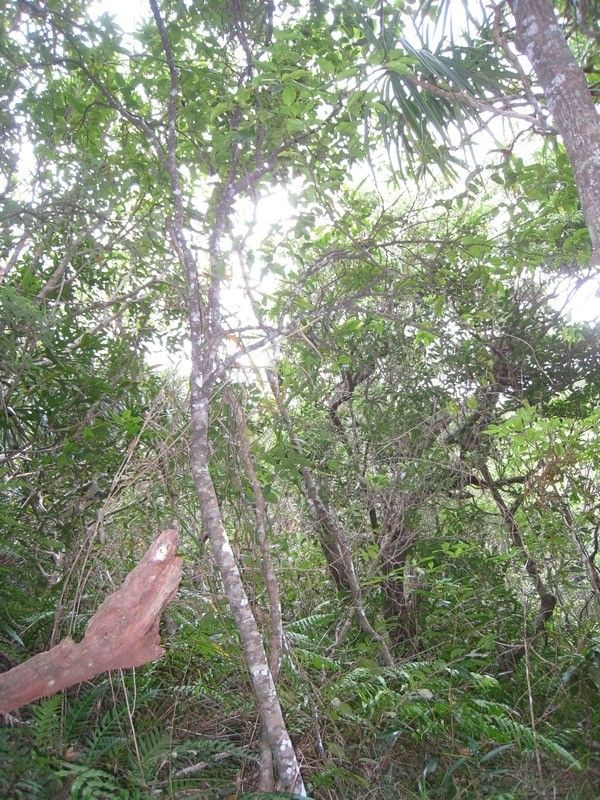 Olax psittacorum habit