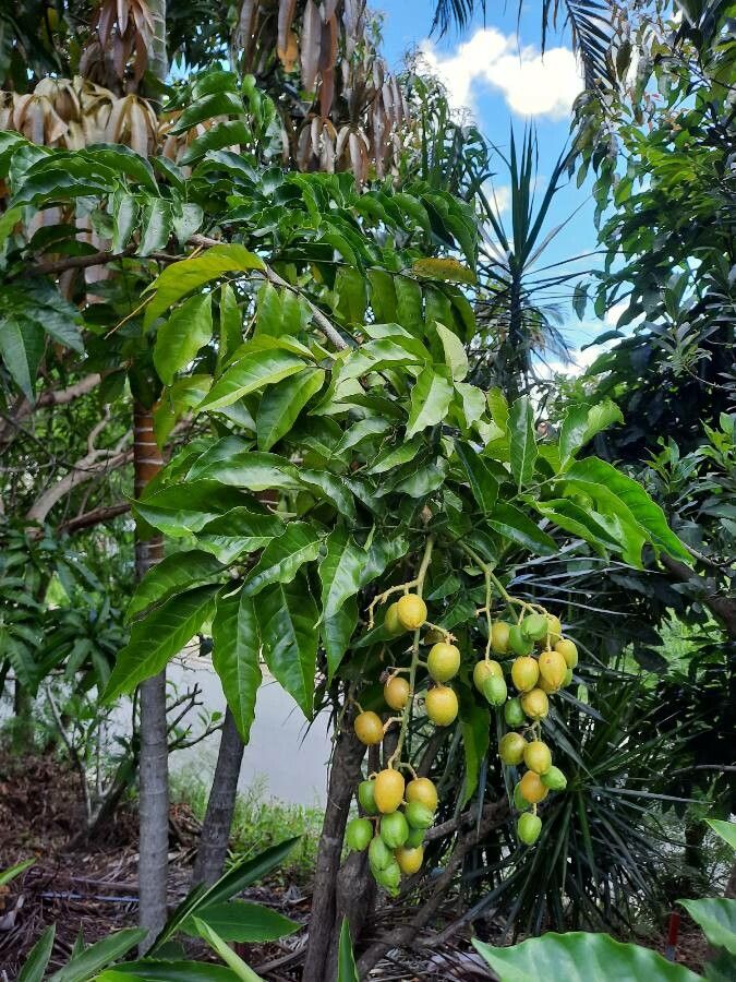 Clausena lansium leaf