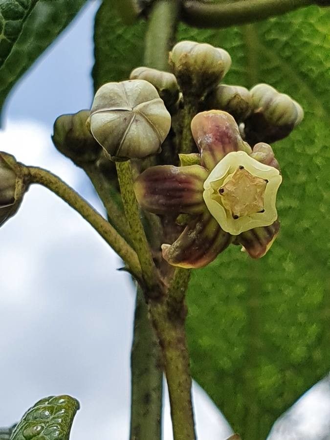 Cynanchum gonoloboides flower