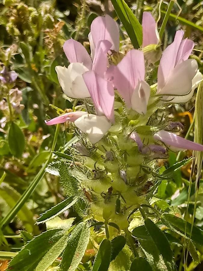 Ononis mitissima flower