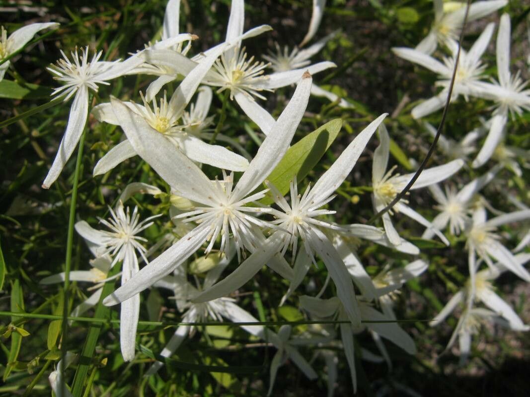 Clematis aristata — search result for 'Clematis'