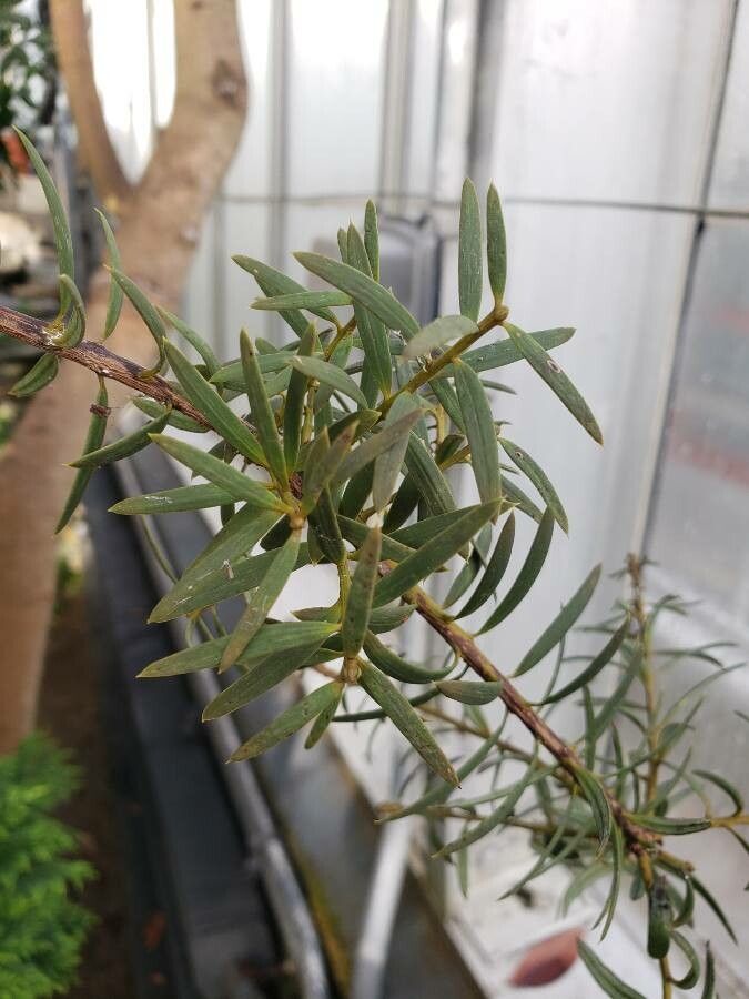 Podocarpus totara leaf