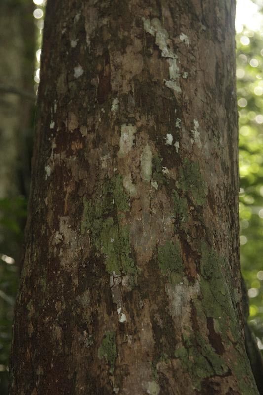 Chrysophyllum prieurii bark