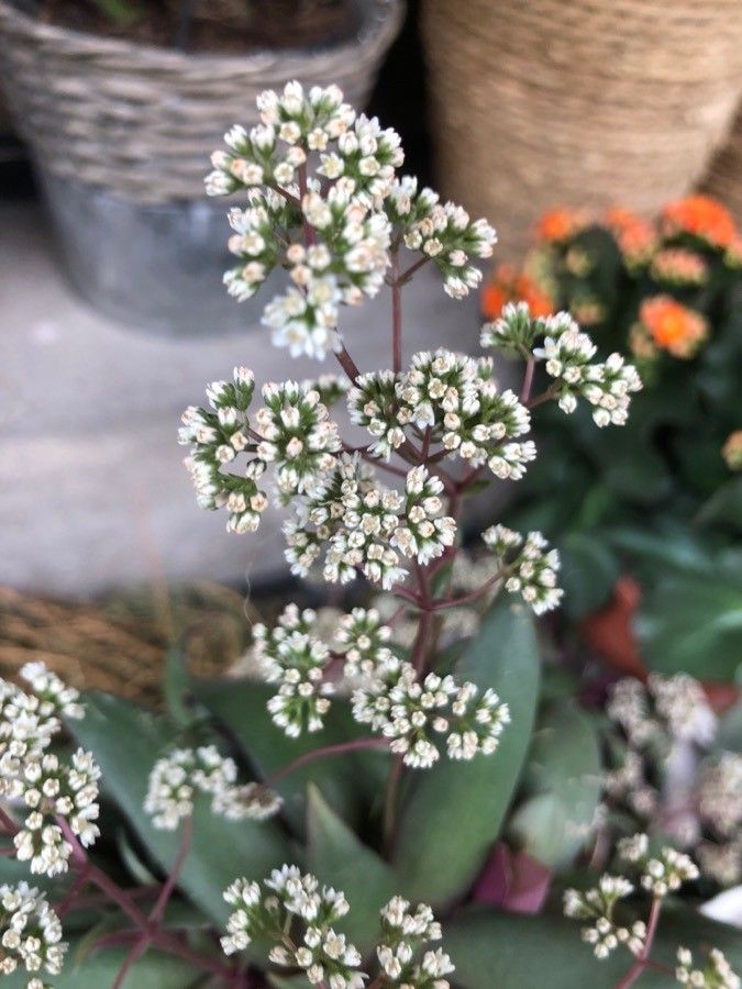 Crassula orbicularis flower