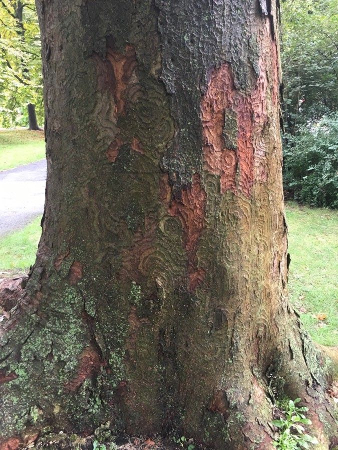 Zelkova carpinifolia bark