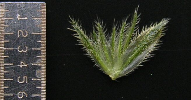 Rostellularia mollissima leaf
