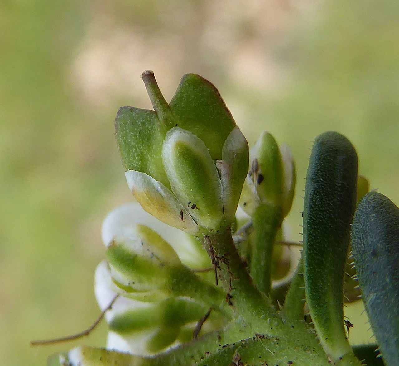 Iberis saxatilis fruit